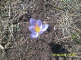 Crocus speciosus