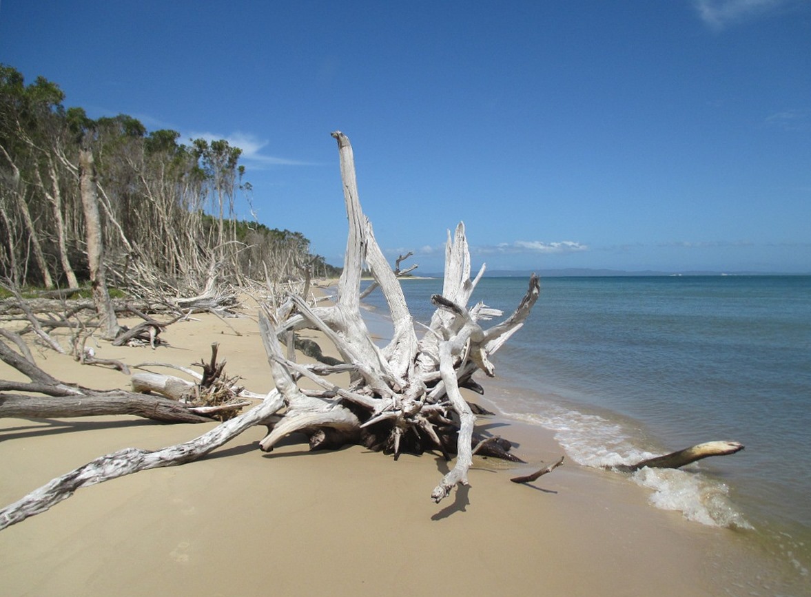 Image of Eucalyptus tereticornis specimen.