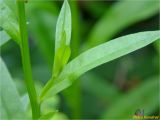 Myosotis palustris. Часть стебля с листом и пазушным побегом. Украина, Львовская обл., Сколевский р-н, национальный природный парк \"Сколевские Бескиды\", окр. с. Каменка, лесная поляна. 20.05.2018.