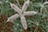 Lupinus pilosus