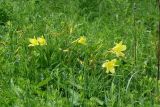 Hemerocallis lilio-asphodelus