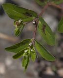 Euphorbia nutans