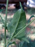 Atriplex micrantha