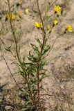 Hieracium umbellatum