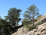 Pinus sylvestris подвид hamata