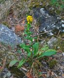 Solidago virgaurea. Цветущее растение. Челябинская обл., Каслинский р-н, берег оз. Киреты, опушка сосняка, каменистый участок берега. 24.07.2020.