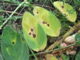 Astragalus maximus