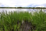 Acorus calamus