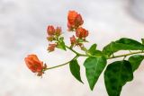 род Bougainvillea