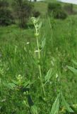 Lithospermum officinale