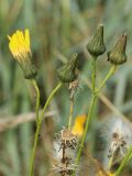 Sonchus humilis. Верхушки растений с отцветающей, созревающими и недоразвитыми корзинками. Мурманская обл., Кандалакшский р-н, с. Ковда; губа Старцева, приморский луг. 05.08.2022.