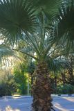 Washingtonia filifera