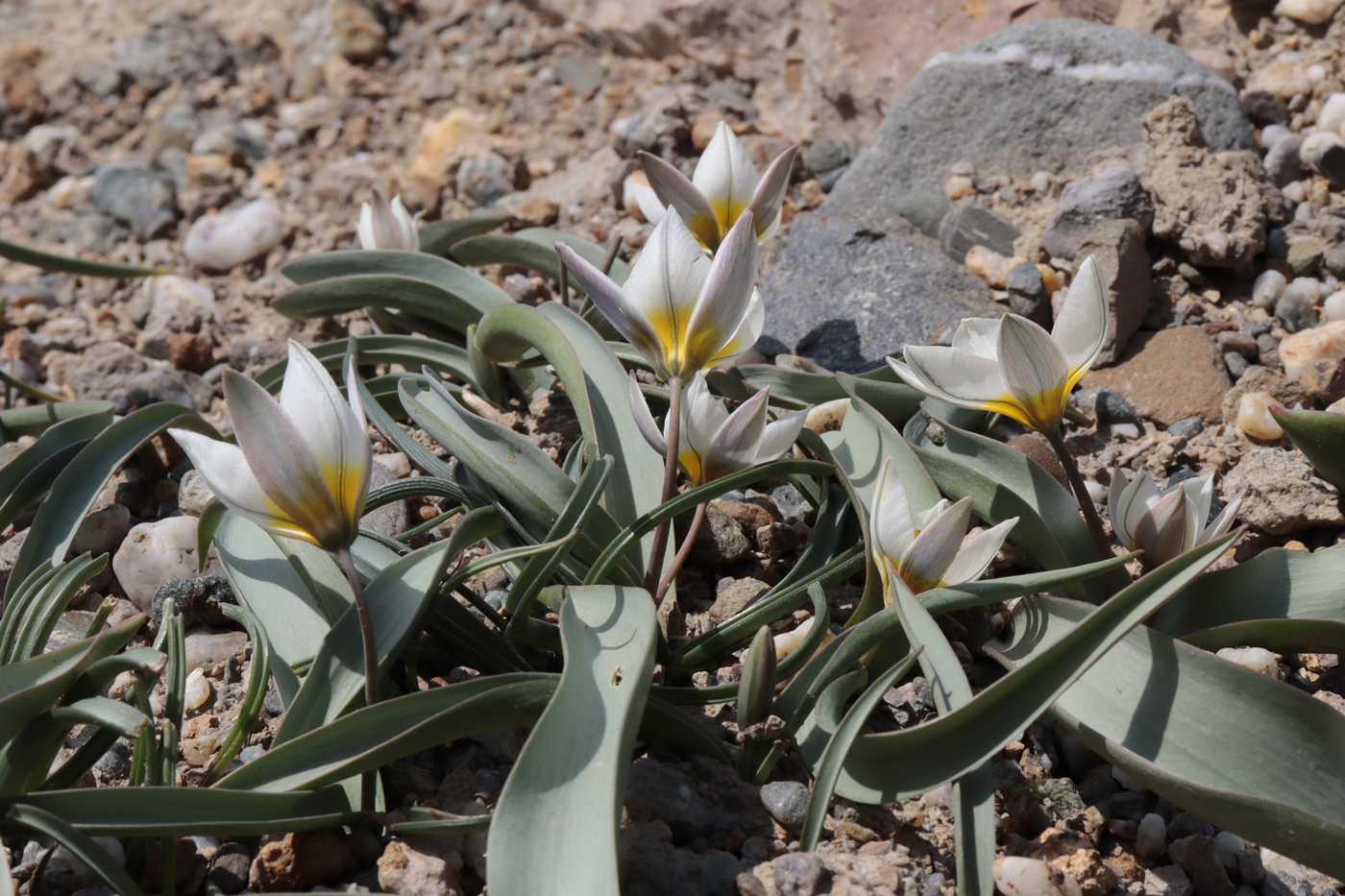 Изображение особи Tulipa biflora.