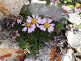 Waldheimia tridactylites