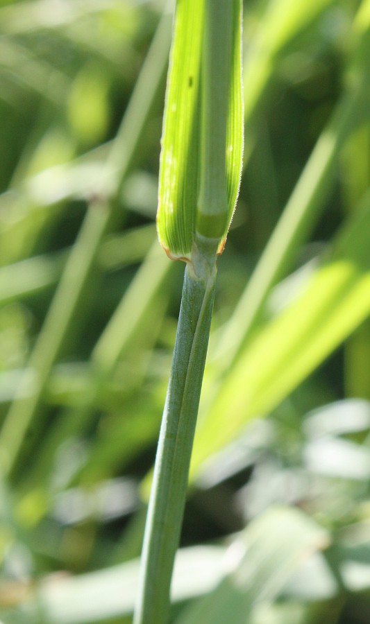 Изображение особи Alopecurus pratensis.