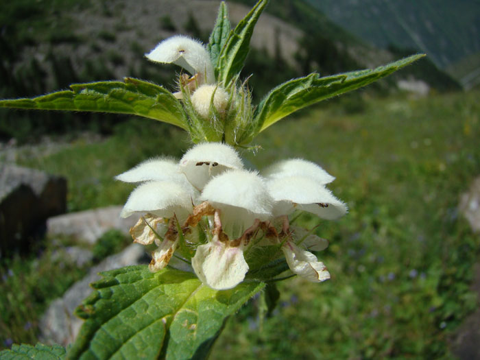 Изображение особи Stachyopsis lamiiflora.