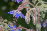 Borago officinalis