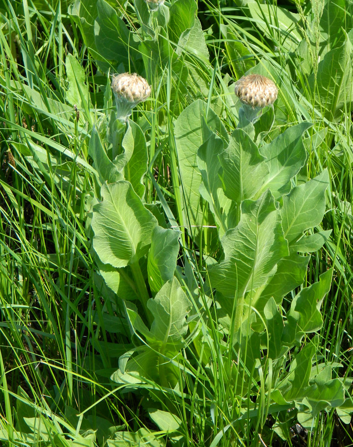 Изображение особи Stemmacantha serratuloides.