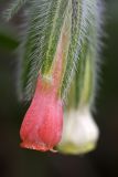Onosma dichroantha. Цветок. Южный Казахстан, хр. Боролдайтау, ущ. Бозторгай. 02.06.2010.