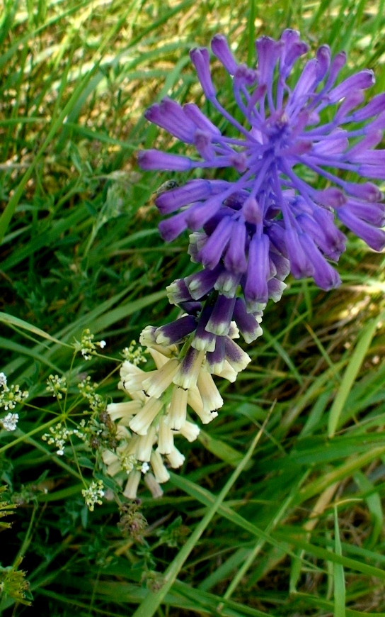 Изображение особи Leopoldia tenuiflora.