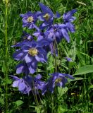 Aquilegia glandulosa. Цветки. Красноярский край, парк \"Ергаки\", район \"Полки\", субальпийский луг. 17.07.2010.