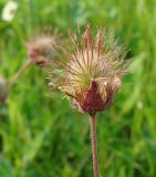 Geum rivale