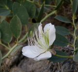 Capparis herbacea