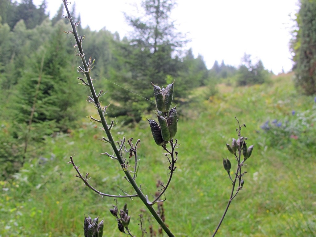 Изображение особи Aconitum moldavicum.