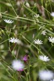 Stellaria graminea