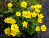 Caltha palustris