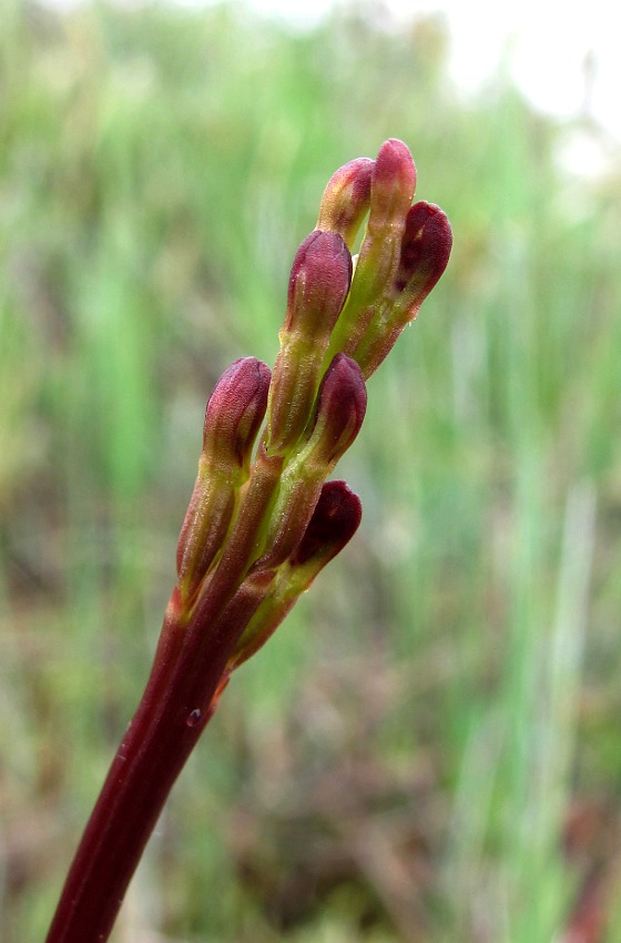 Изображение особи Corallorhiza trifida.