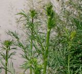 Thalictrum lucidum