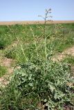 Crambe orientalis