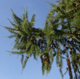 Larix decidua