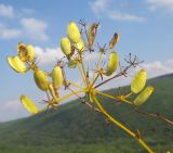 Ferulago galbanifera