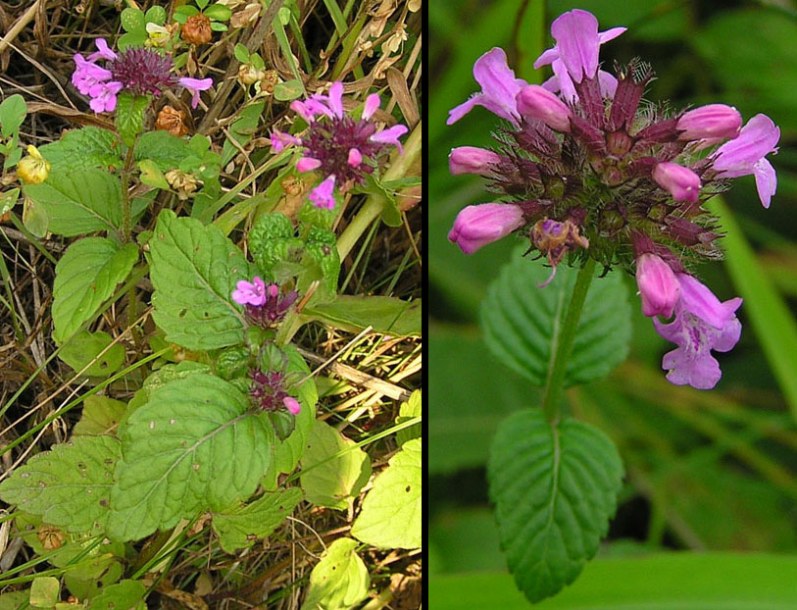 Изображение особи Clinopodium chinense.