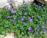 Campanula garganica. Цветущие растения в скальной выемке на улице города. Франция, Приморские Альпы, Гурдон, в культуре. 22.07.2014.