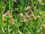 Geranium pratense