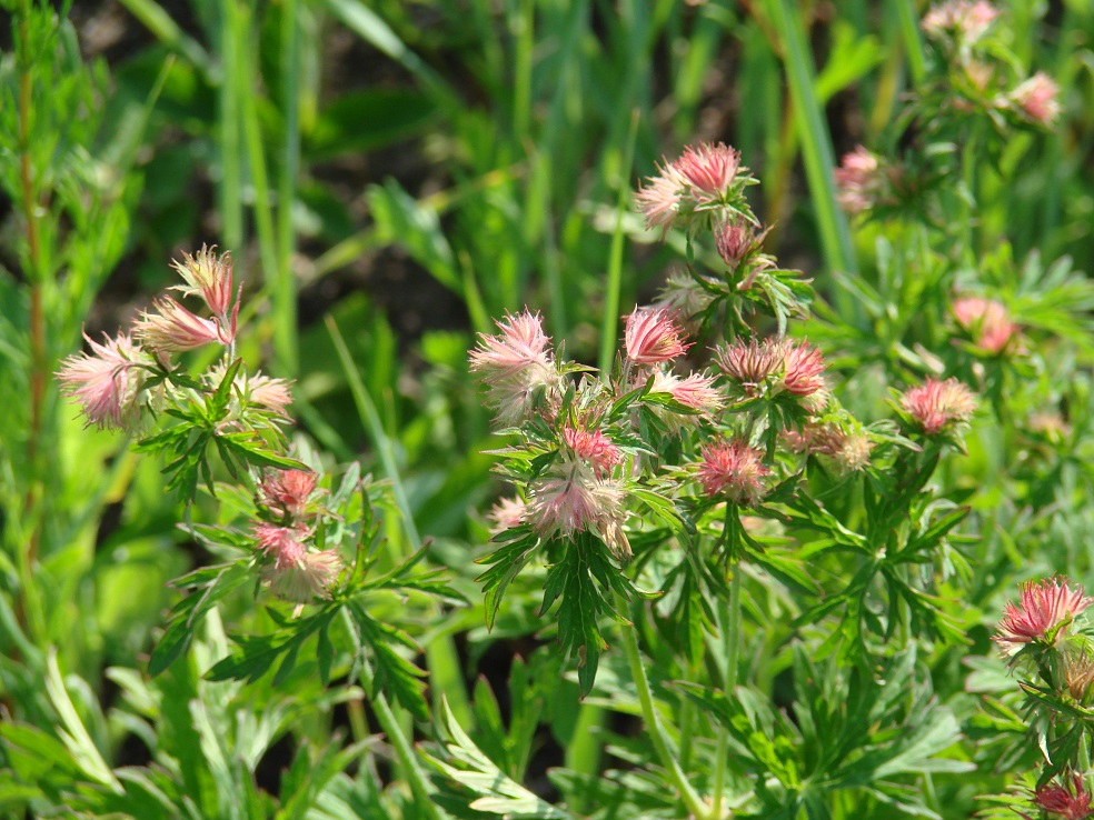 Изображение особи Geranium pratense.