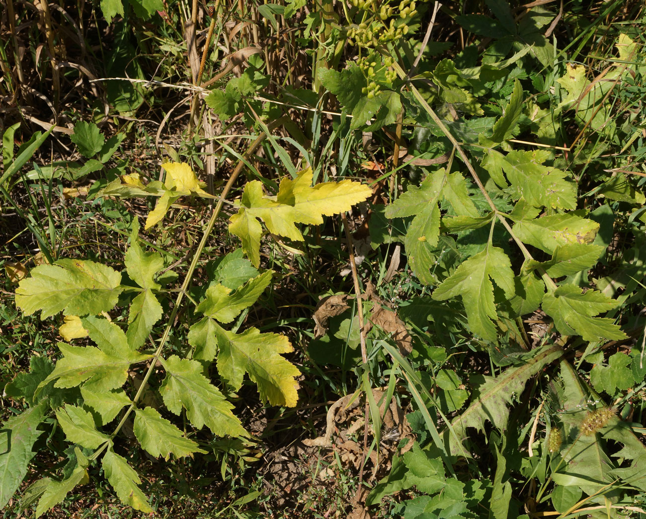 Изображение особи Pastinaca sylvestris.