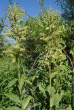 Veratrum lobelianum