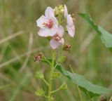 Verbascum phoeniceum. Часть соцветия с цветками светлой окраски. Иркутская обл., г. Иркутск, Ботанический сад ИГУ. 15.09.2015.