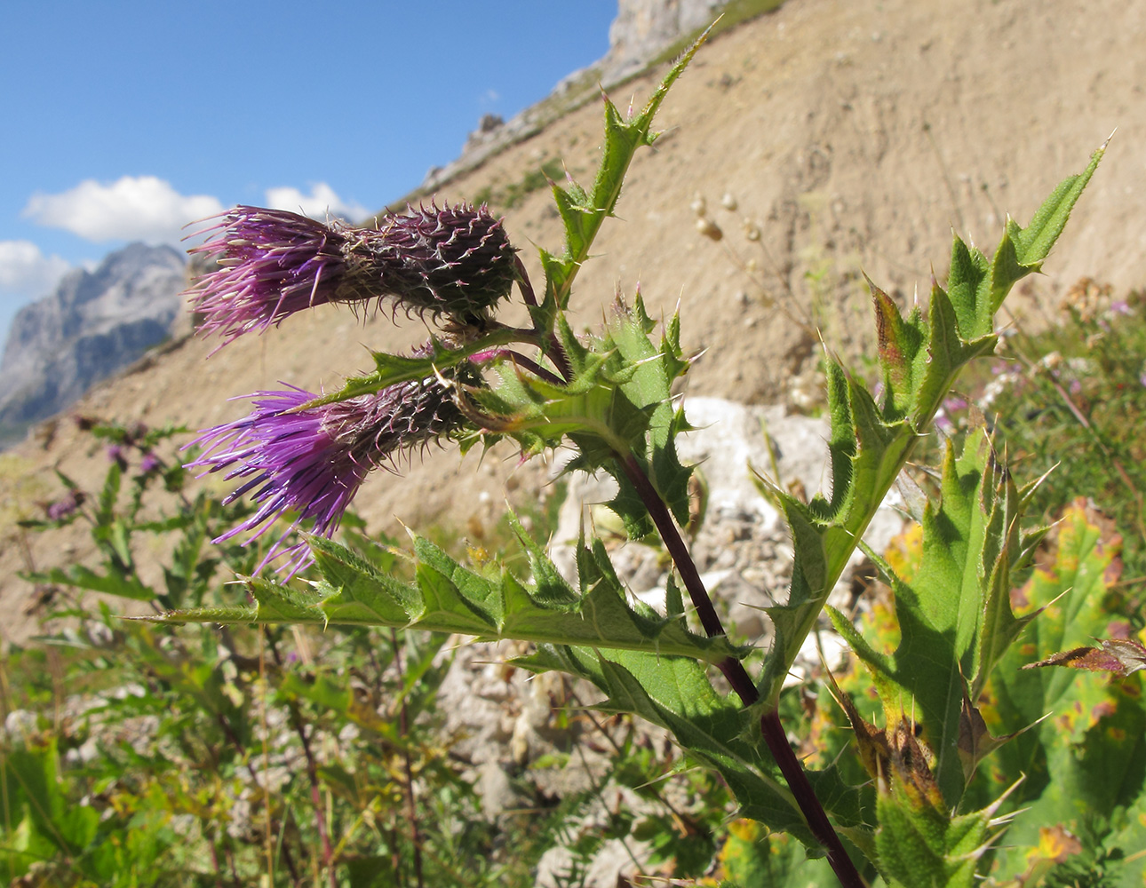 Изображение особи Cirsium gagnidzei.