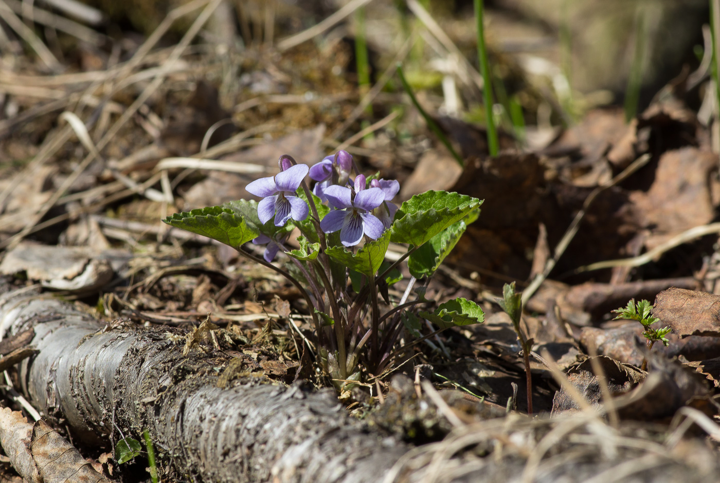 Изображение особи Viola selkirkii.