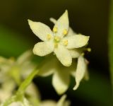 Rubia jesoensis. Цветок. Приморский край, Шкотовский р-н, окр. с. Речица, сырой луг с преобладанием вейника узколистного. 30.06.2016.