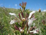 Lagochilus knorringianus. Соцветие. Южный Казахстан, Таласский Алатау, окр. запов. Аксу-Жабаглы, горы Таскора, плато в р-не ур. Байтана, выс. 1550 м н.у.м. 18 июня 2016 г.