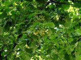 Tilia europaea. Ветви с соцветиями. Санкт-Петербург. 24.07.2009.