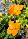 Papaver oreophilum