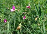 Lathyrus hirsutus