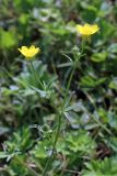 Ranunculus sardous